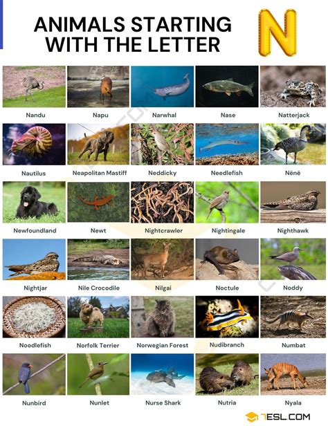Animals that Start with N: Names of 41 Animals Starting with N • 7ESL