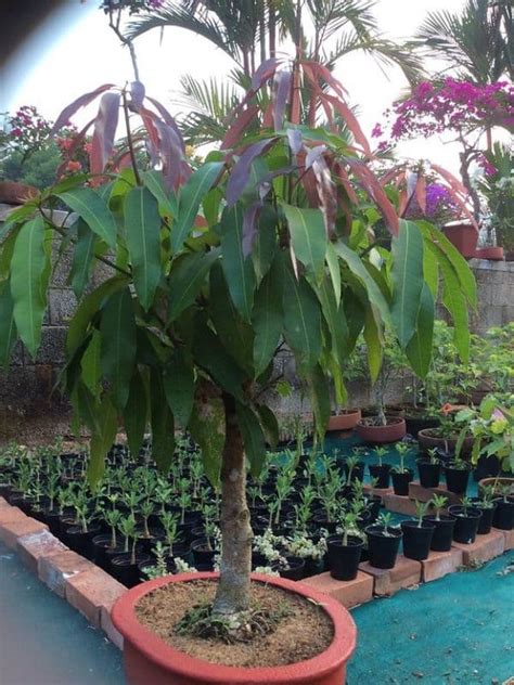 Bonsai Mango Tree 的图像结果
