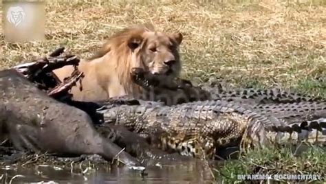 Lion Vs Crocodile Who Would Win