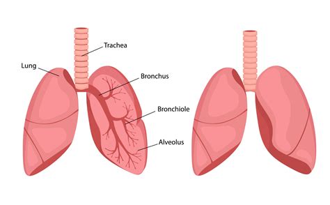 Lungs Drawing Labeled
