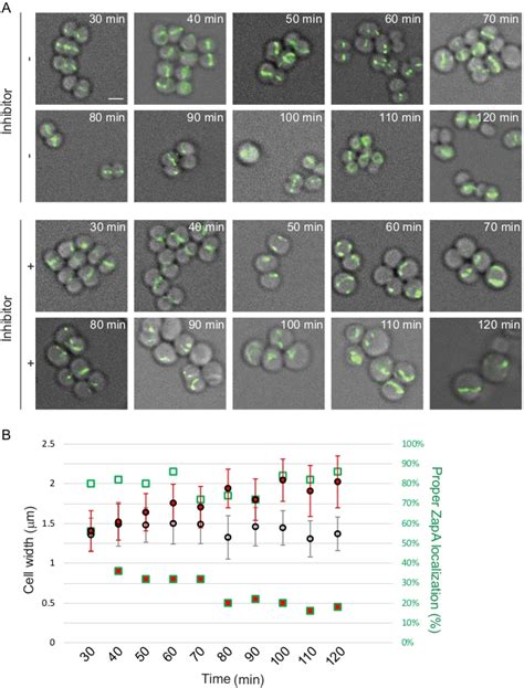 Cell Fluorescence 的图像结果