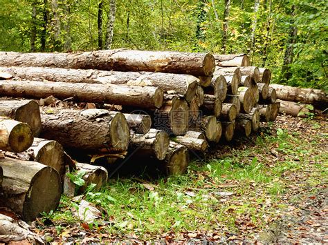森林中的树苗林地柴堆记录砍伐工业树木制造业美丽林业叶子高清图片下载-正版图片320456615-摄图网