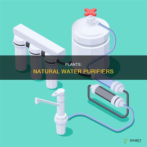 Plants: Natural Water Purifiers | ShunCy