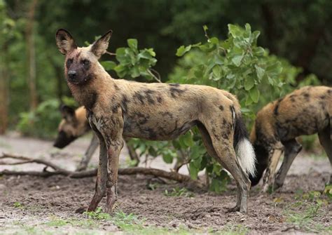 African Wild Dog Animal Pictures | A-Z Animals