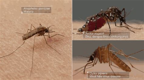什么材料可以作为防蚊的屏障？_蚊子