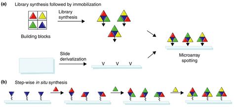 Peptide Microarray Applications 的图像结果