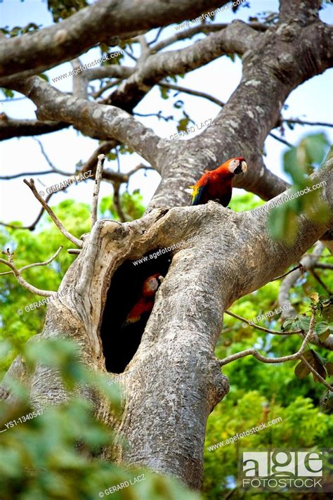 SCARLET MACAW ara macao, PAIR STANDING NEAR NEST, LOS LIANOS IN ...