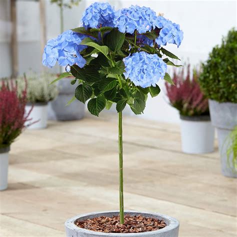 Image result for Lollipop Hydrangea Tree