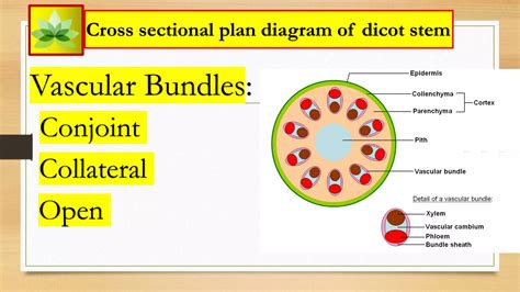 Secondary growth in dicot stem. | PPTX