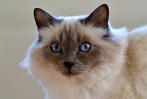 Image result for Cat Engine Models