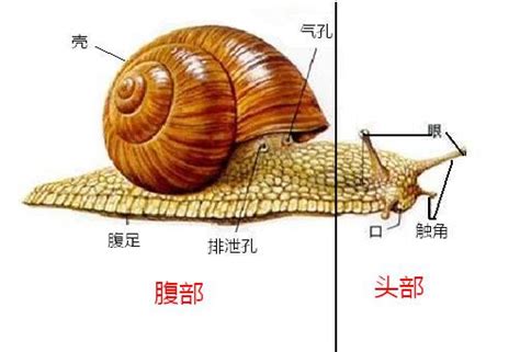 蜗牛的口在什么的下面_百度知道