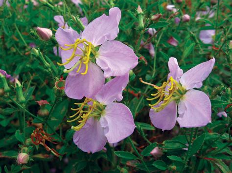 Plant Virginia Natives