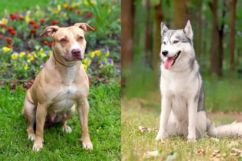 Dog Breed Husky Pitbull Mix at Mackenzie Harriman blog