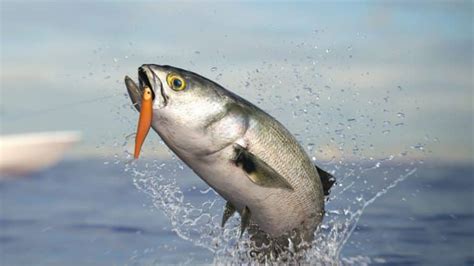 Image result for Bluefish Tutorial