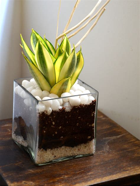 Sansevieria Square Terrarium — Mudfingers