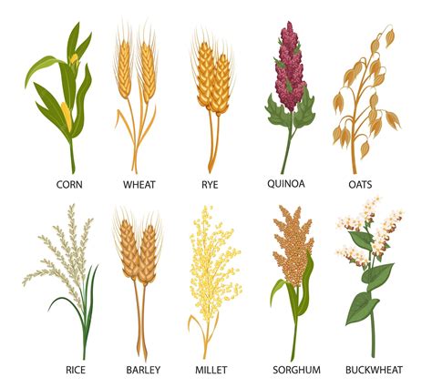 Family Of Wheat
