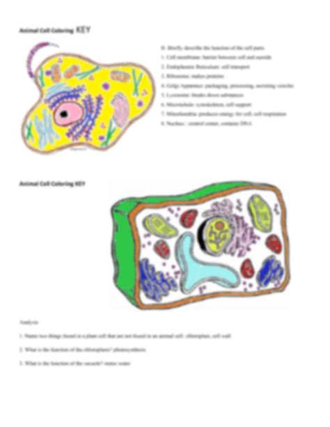 Free animal and plant cell coloring worksheet answers, Download Free ...