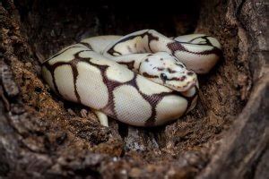 Ball Python Incubation 的图像结果