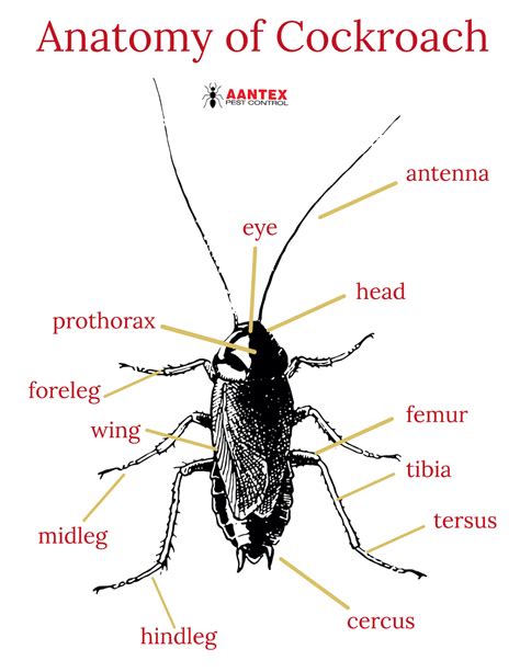 Cockroach Definition 的图像结果