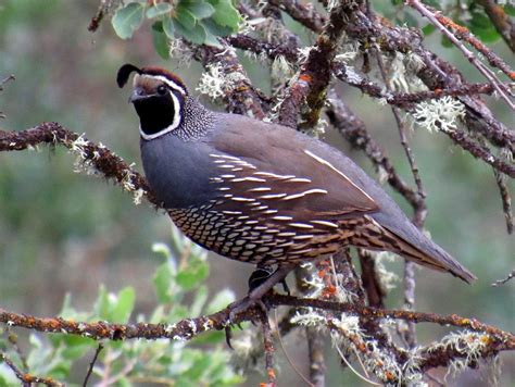 The California Quail: Our State Bird