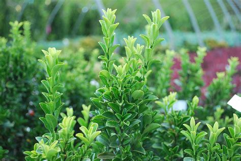 Evergreen Shrubs For Hedges