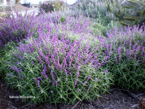 SALVIA LEUCANTHA Mexican sage bush | Sage bush, Mexican sage bush ...