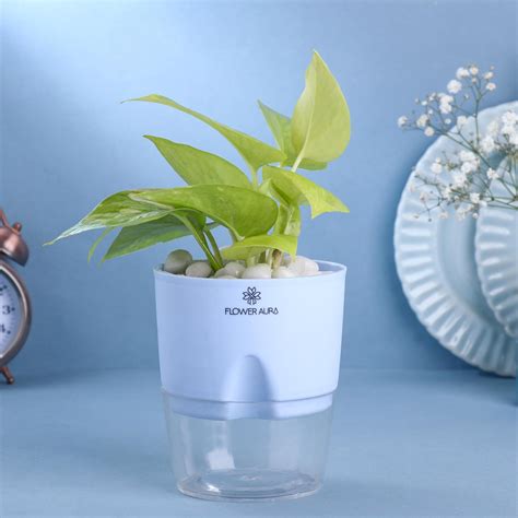 FlowerAura Air Purifying Good Luck Golden Money Live Indoor Plant in ...