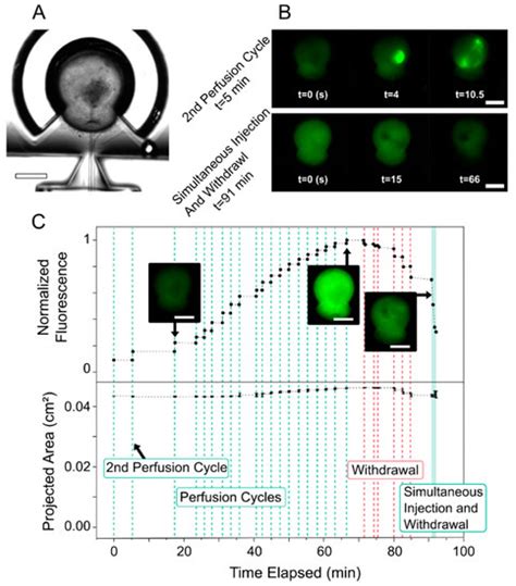 Perfusion System for Modification of Luminal Contents of Human ...