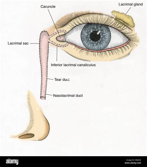 Lacrimal Caruncle