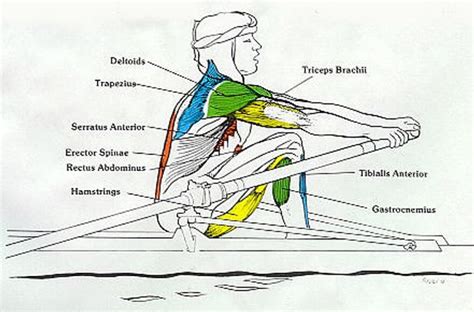Image result for Rowing Machine Work Core