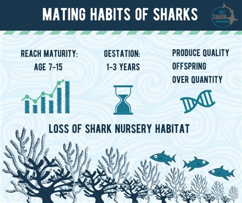 Image result for Sharks Reproduction