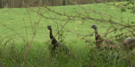 Image result for Spring Turkey Calling Tips