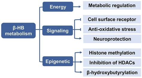 β-hydroxybutyrate as an Anti-Aging Metabolite | Encyclopedia MDPI
