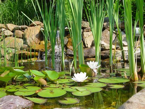 Water Lily Pads Pond