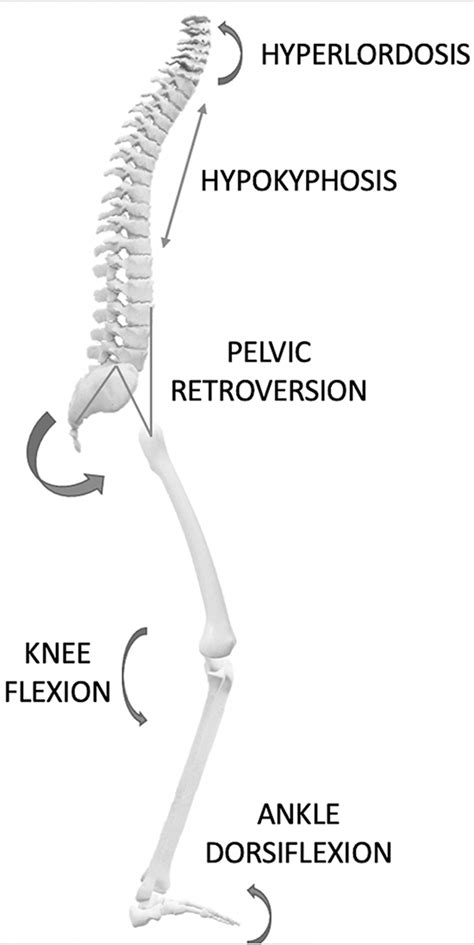 Image result for Compensatory Movement Examples