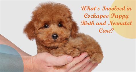 Image result for Cockapoo Care