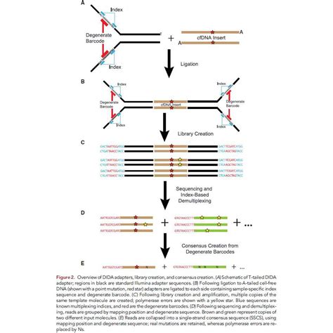 cfDNA Library Prep Process 的图像结果