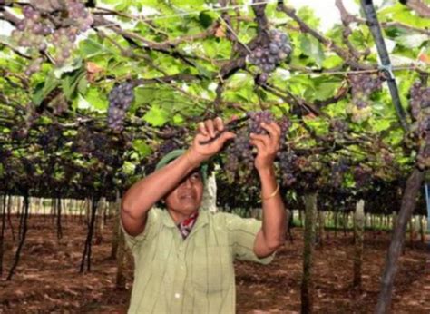 பழங்கள் ஏற்றுமதியில் முதலிடம் வகிக்கும் திராட்சை | Fresh Grapes is the ...