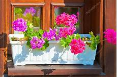 fiori da davanzale fioriere con fiori rosa sul davanzale della finestra fiori da davanzale fioriere con fiori rosa sul davanzale della finestra