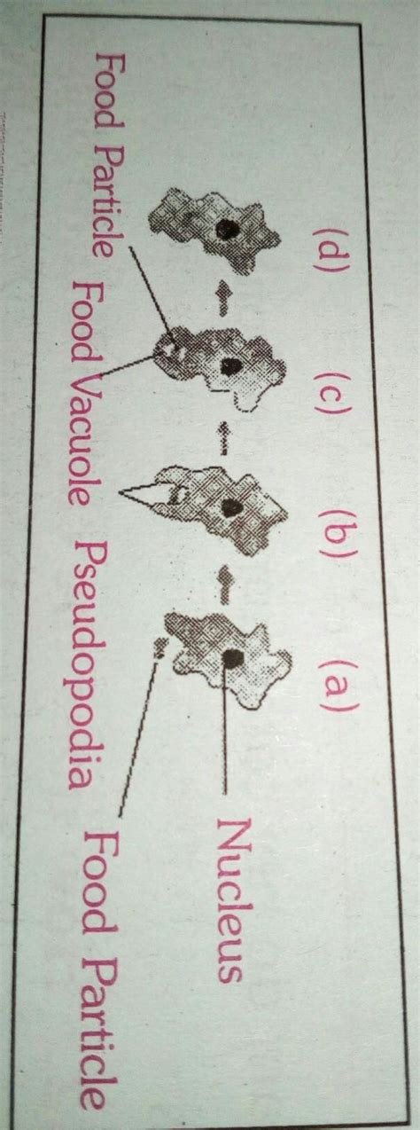 Explain how amoeba takes in nutrition with the help of a diagram ...