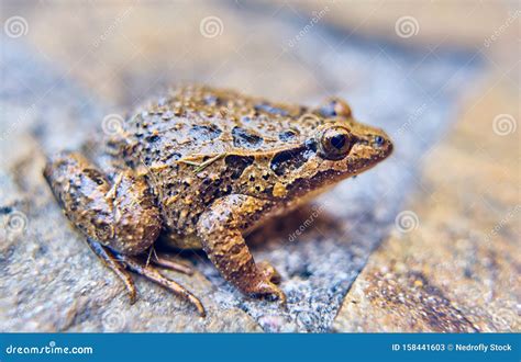 Image result for Frog Jumping Position