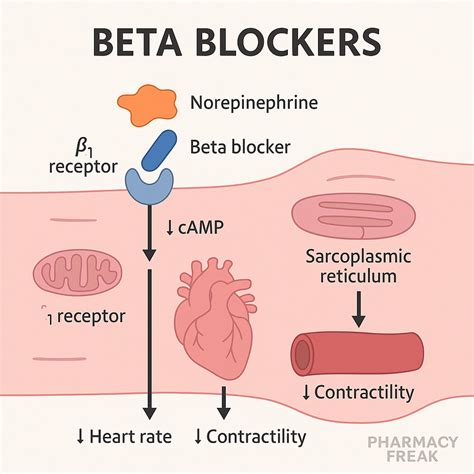 Mechanism of Action of Beta-Blockers