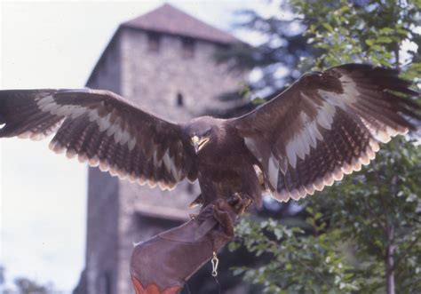 Die Greifvögel sind los - UnserTirol24