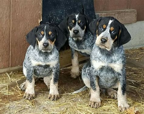 Bluetick Coonhound Puppies Penny, Melvin, Boomer