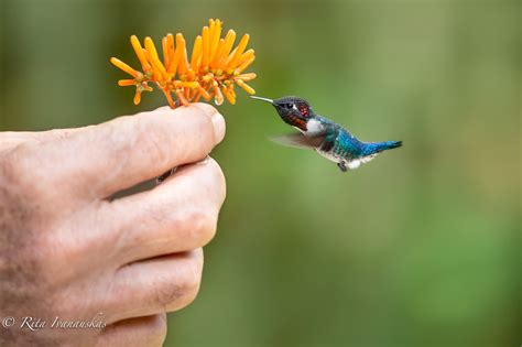 20 Hummingbird Facts for Kids to Flutter Your Mind With – Facts For Kids