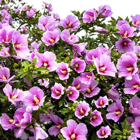 Transplanting A Rose Of Sharon: Learn When To Transplant Rose Of Sharon ...