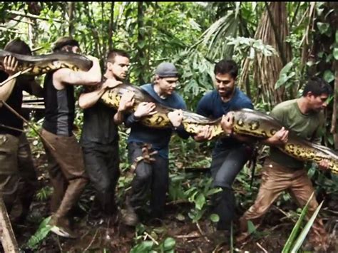 Anaconda Eats Man Discovery What Is The Biggest Snake In The World?