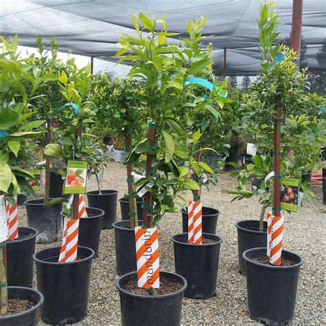 Citrus reticulata 'Gold Nugget' - Mandarin Orange - Mid Valley Trees