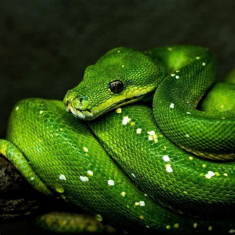 Download wallpaper 2780x2780 snake, green, reptile, wildlife ipad air ...