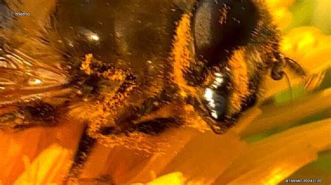 Video Review #7 Macro ProRes HDR iPhone 16 Pro • 20241120 – 1-memo•com